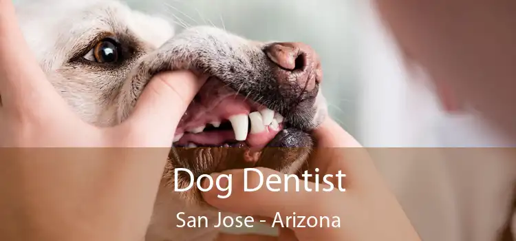 Dog Dentist San Jose - Arizona