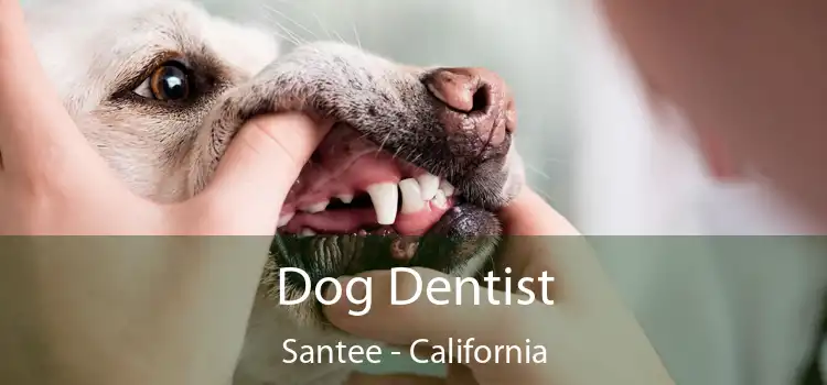 Dog Dentist Santee - California