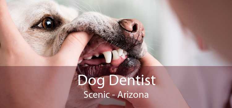 Dog Dentist Scenic - Arizona