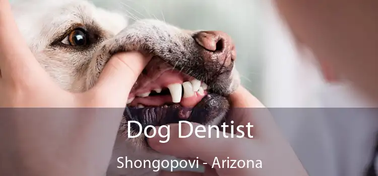 Dog Dentist Shongopovi - Arizona