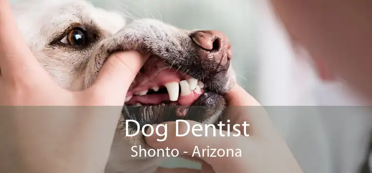 Dog Dentist Shonto - Arizona