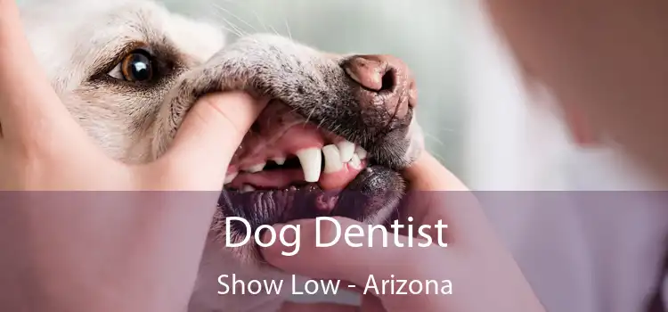 Dog Dentist Show Low - Arizona