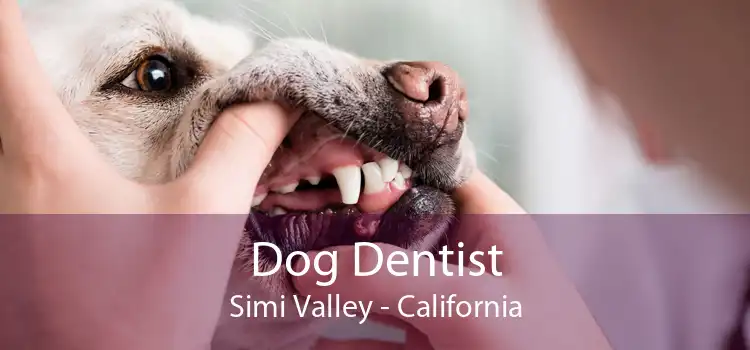 Dog Dentist Simi Valley - California