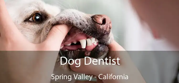 Dog Dentist Spring Valley - California