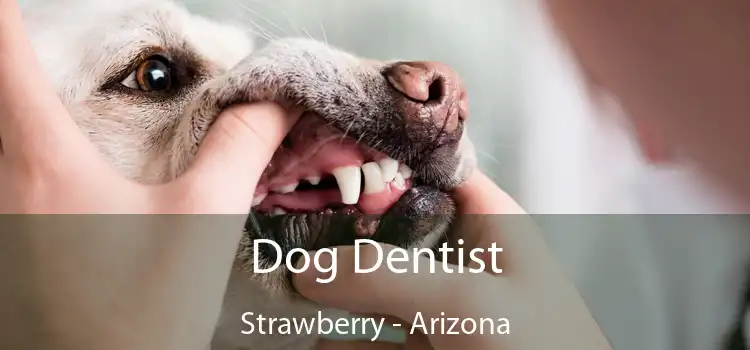 Dog Dentist Strawberry - Arizona
