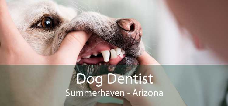 Dog Dentist Summerhaven - Arizona