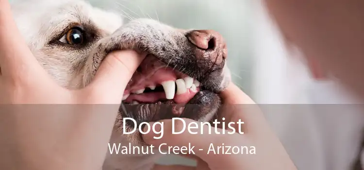 Dog Dentist Walnut Creek - Arizona