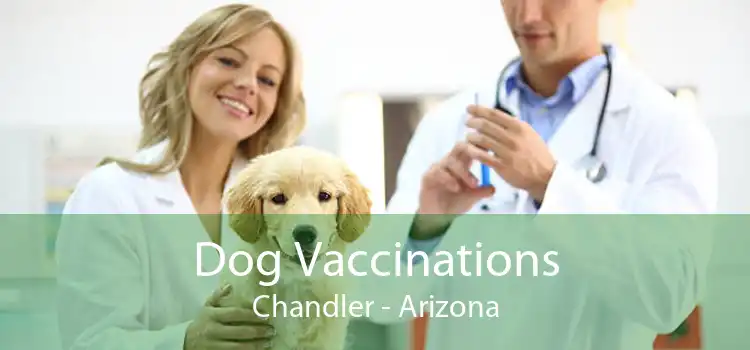 Dog Vaccinations Chandler - Arizona