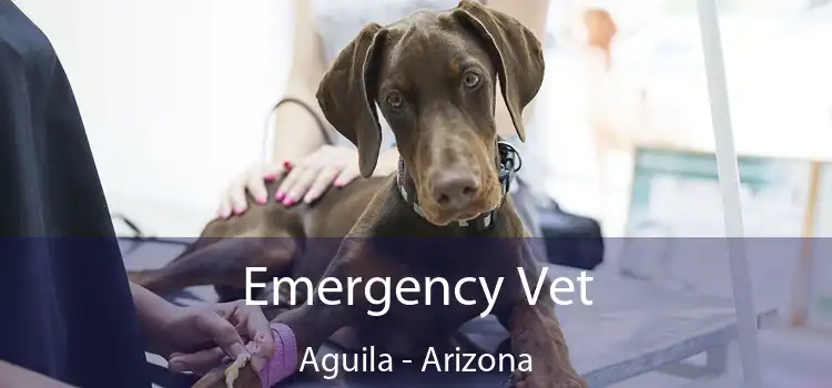 Emergency Vet Aguila - Arizona