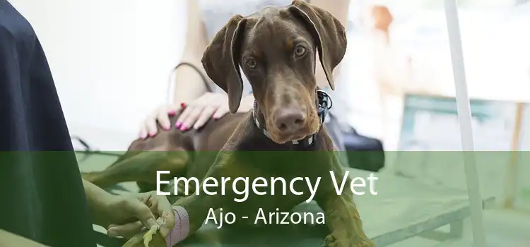 Emergency Vet Ajo - Arizona