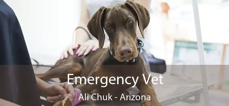 Emergency Vet Ali Chuk - Arizona