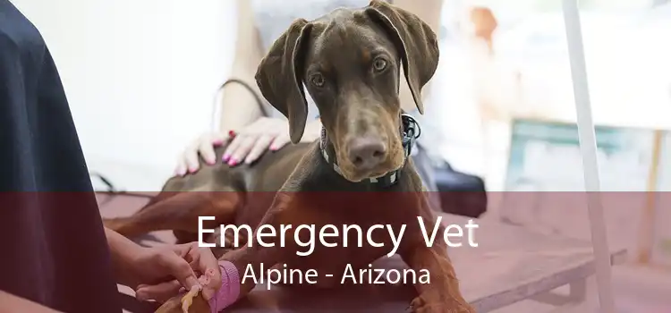 Emergency Vet Alpine - Arizona