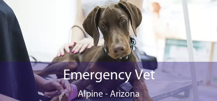 Emergency Vet Alpine - Arizona