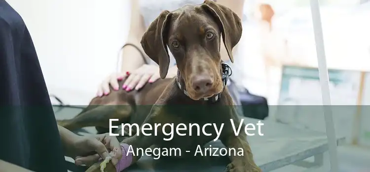 Emergency Vet Anegam - Arizona