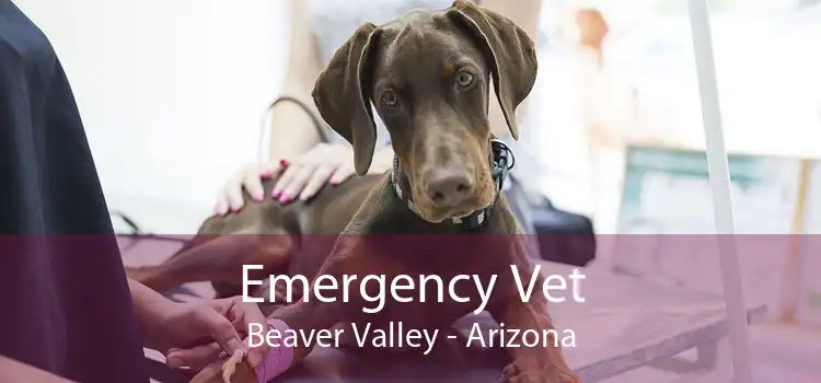 Emergency Vet Beaver Valley - Arizona