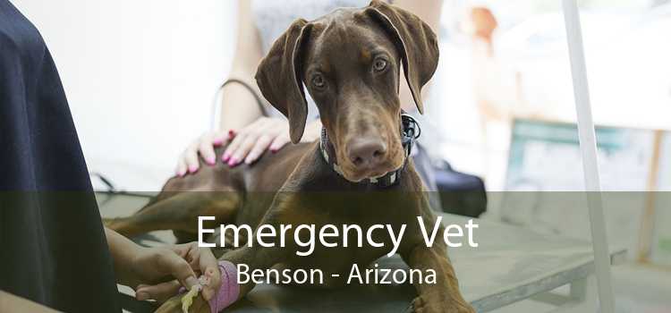 Emergency Vet Benson - Arizona
