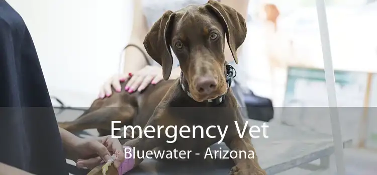 Emergency Vet Bluewater - Arizona