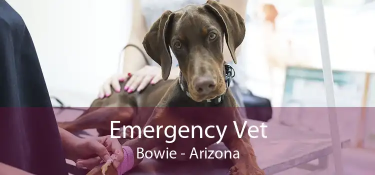 Emergency Vet Bowie - Arizona