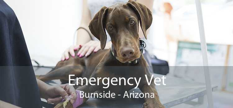 Emergency Vet Burnside - Arizona