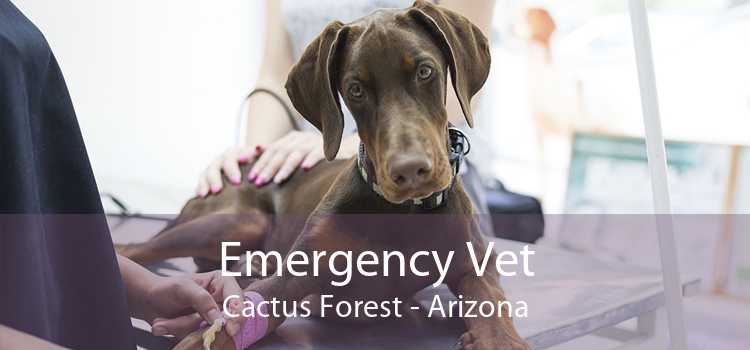 Emergency Vet Cactus Forest - Arizona