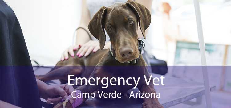 Emergency Vet Camp Verde - Arizona
