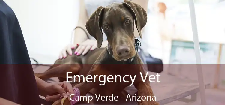 Emergency Vet Camp Verde - Arizona