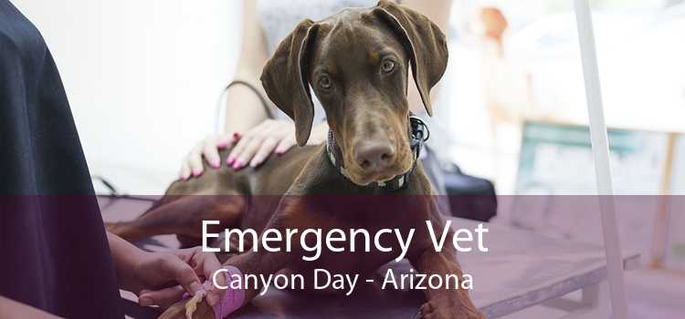 Emergency Vet Canyon Day - Arizona