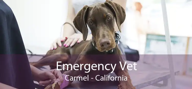 Emergency Vet Carmel - California