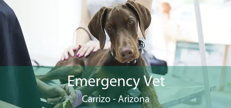 Emergency Vet Carrizo - Arizona