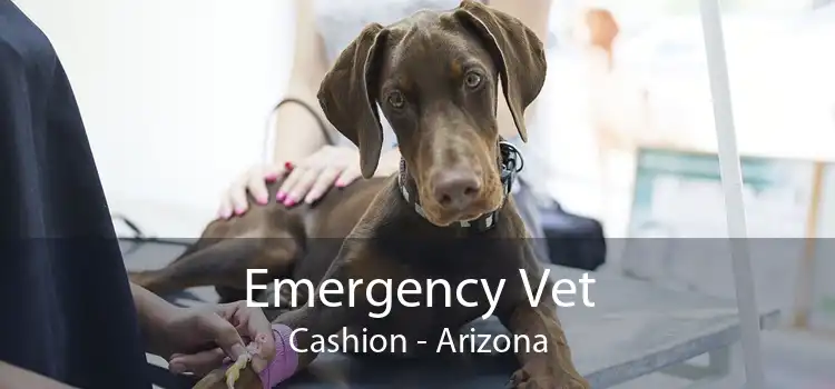 Emergency Vet Cashion - Arizona