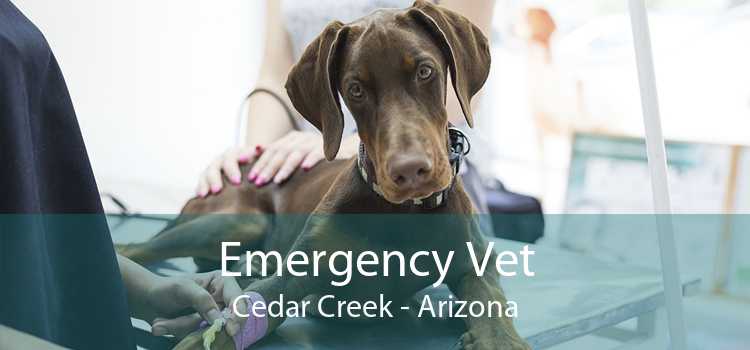 Emergency Vet Cedar Creek - Arizona