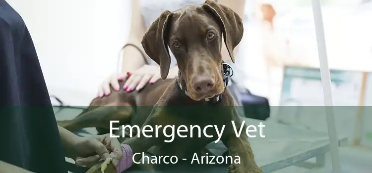 Emergency Vet Charco - Arizona