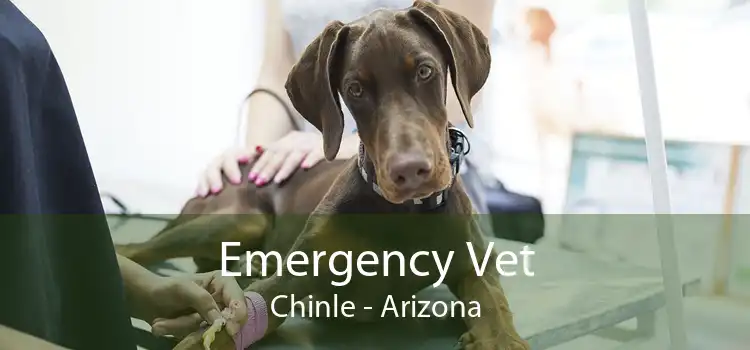 Emergency Vet Chinle - Arizona