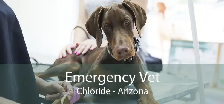 Emergency Vet Chloride - Arizona