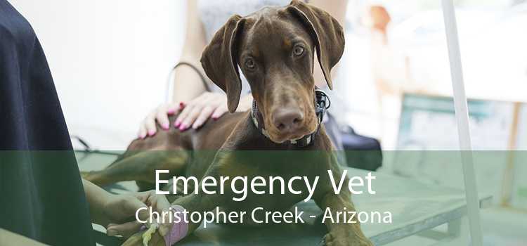 Emergency Vet Christopher Creek - Arizona