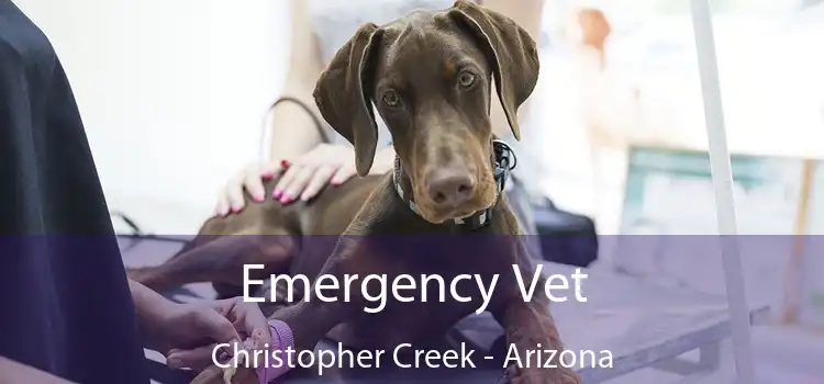 Emergency Vet Christopher Creek - Arizona