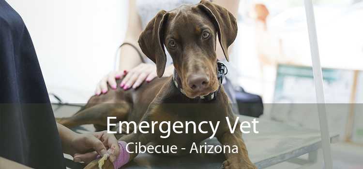 Emergency Vet Cibecue - Arizona