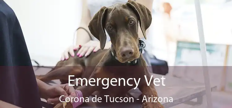 Emergency Vet Corona de Tucson - Arizona