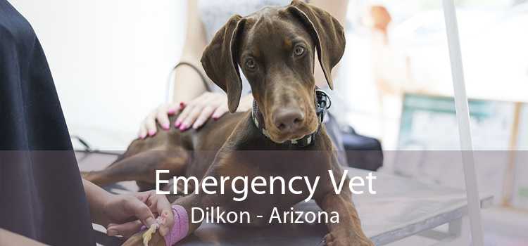 Emergency Vet Dilkon - Arizona