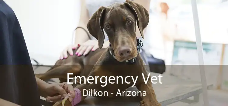 Emergency Vet Dilkon - Arizona