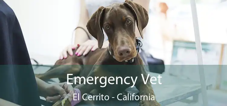 Emergency Vet El Cerrito - California