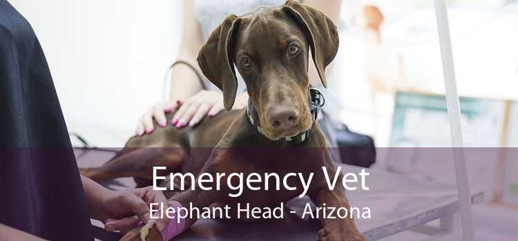 Emergency Vet Elephant Head - Arizona