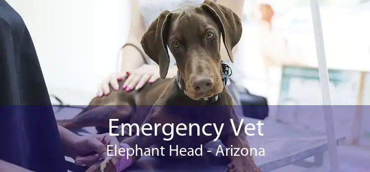 Emergency Vet Elephant Head - Arizona