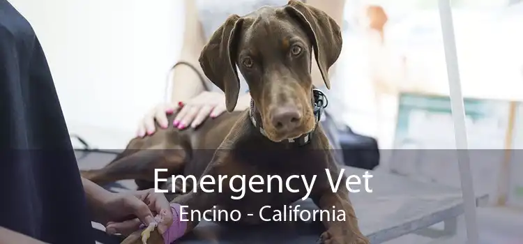 Emergency Vet Encino - California