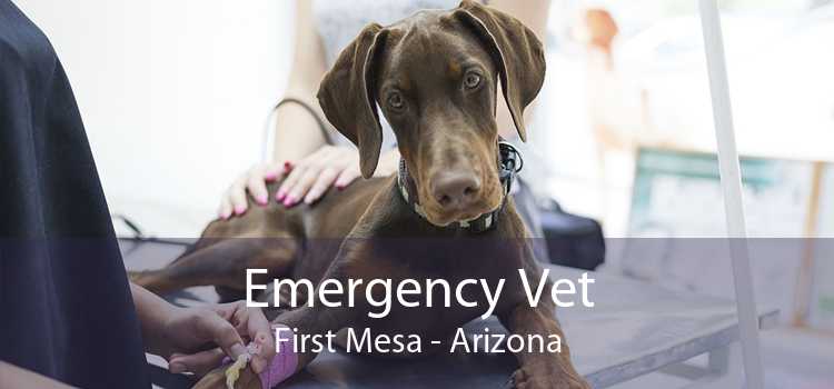 Emergency Vet First Mesa - Arizona