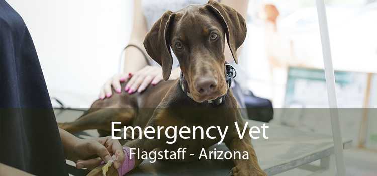 Emergency Vet Flagstaff - Arizona