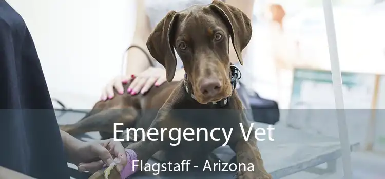 Emergency Vet Flagstaff - Arizona