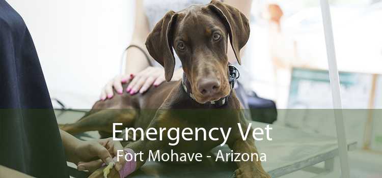 Emergency Vet Fort Mohave - Arizona