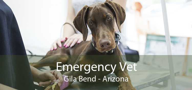 Emergency Vet Gila Bend - Arizona