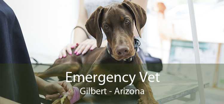 Emergency Vet Gilbert - Arizona